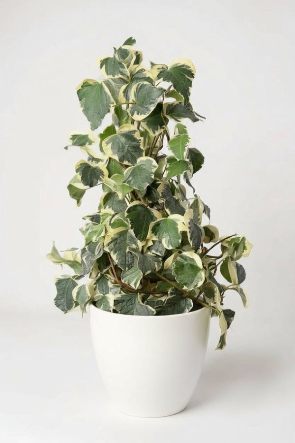 English Ivy Madagascar - Potted plant - POTT - ENGL - GRW - 7466 - Tumbleweed Plants - Online Plant Delivery Singapore