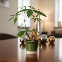 Money Tree Bonsai