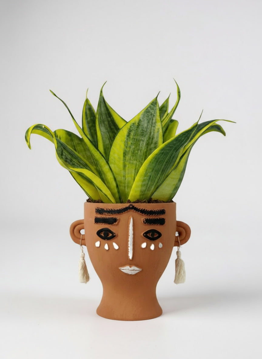 Sansevieria Trifasciata ‘Golden Hahnii’