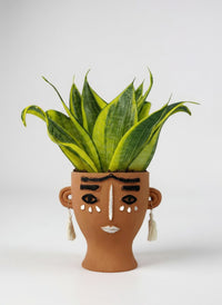 Sansevieria Trifasciata ‘Golden Hahnii’