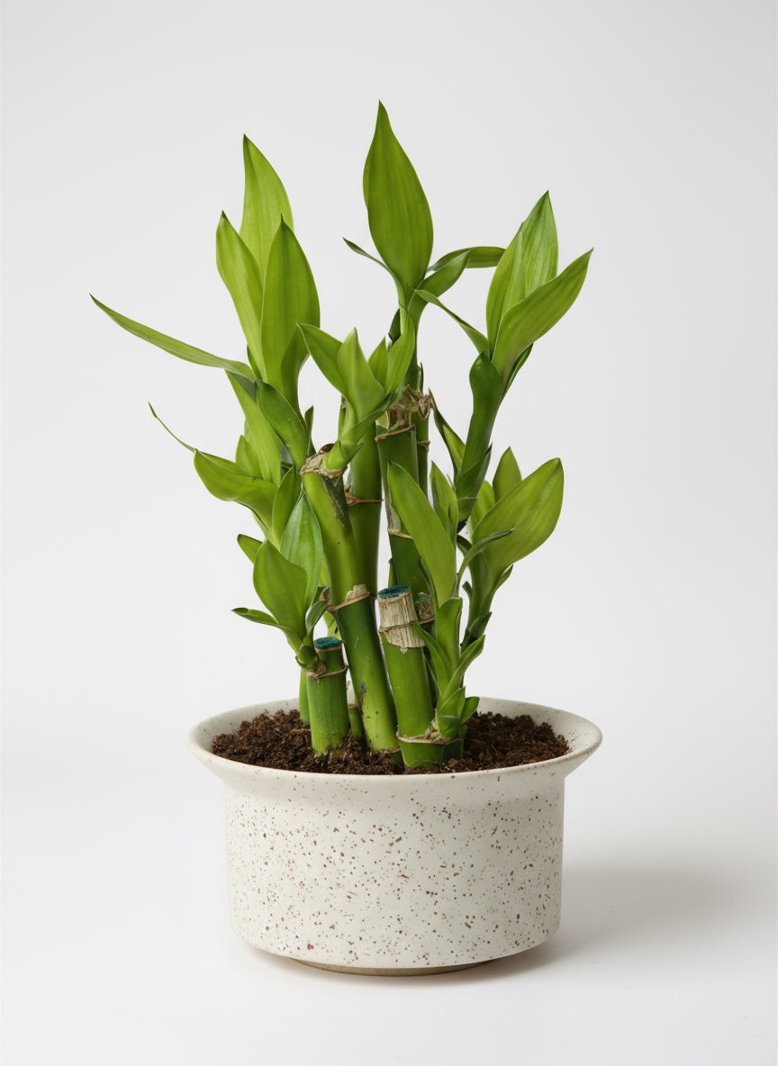 Mini Lucky Bamboo Plant - Cluster