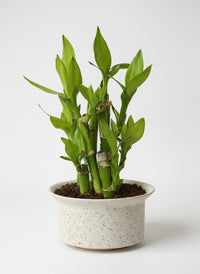Mini Lucky Bamboo Plant - Cluster