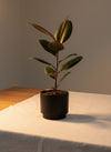 Ficus Elastica Burgundy