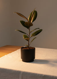 Ficus Elastica Burgundy