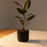 Ficus Elastica Burgundy