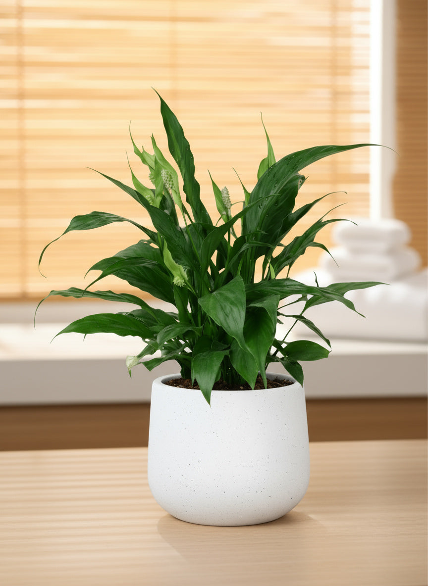 Peace Lily (0.3m)