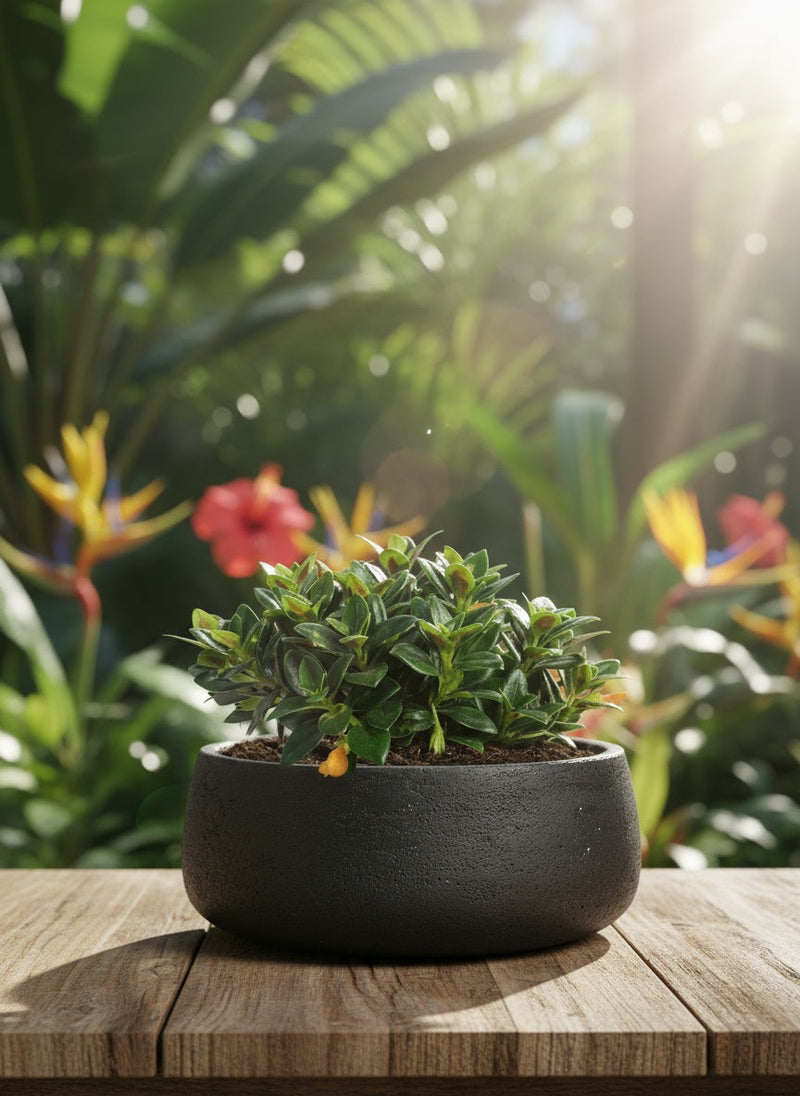 Goldfish Plant - Nematanthus - Potted plant -  Tumbleweed Plants