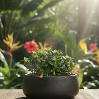 Goldfish Plant - Nematanthus