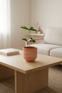 Zamia Furfuracea (Cardboard Palm)