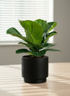 Baby Ficus Lyrata