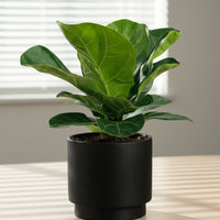 Baby Ficus Lyrata