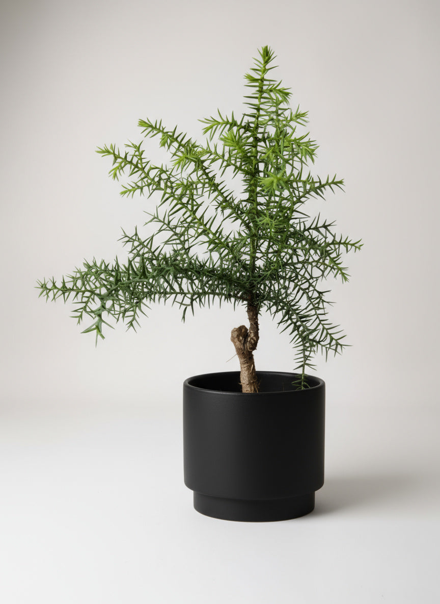 Araucaria cunninghamii - Hoop Pine