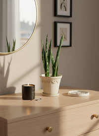 Sansevieria Trifasciata 'Bantel's Sensation' - Potted plant -  Tumbleweed Plants