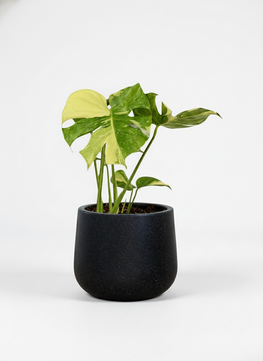 Monstera Thai Constellation