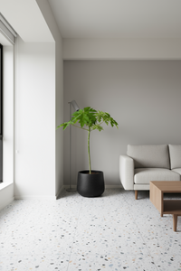 Papaya Plant Tall - Potted plant -  Tumbleweed Plants