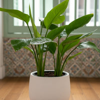Bird of Paradise Baby