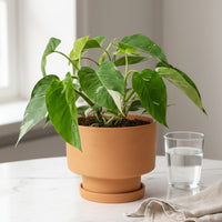 Philodendron White Princess