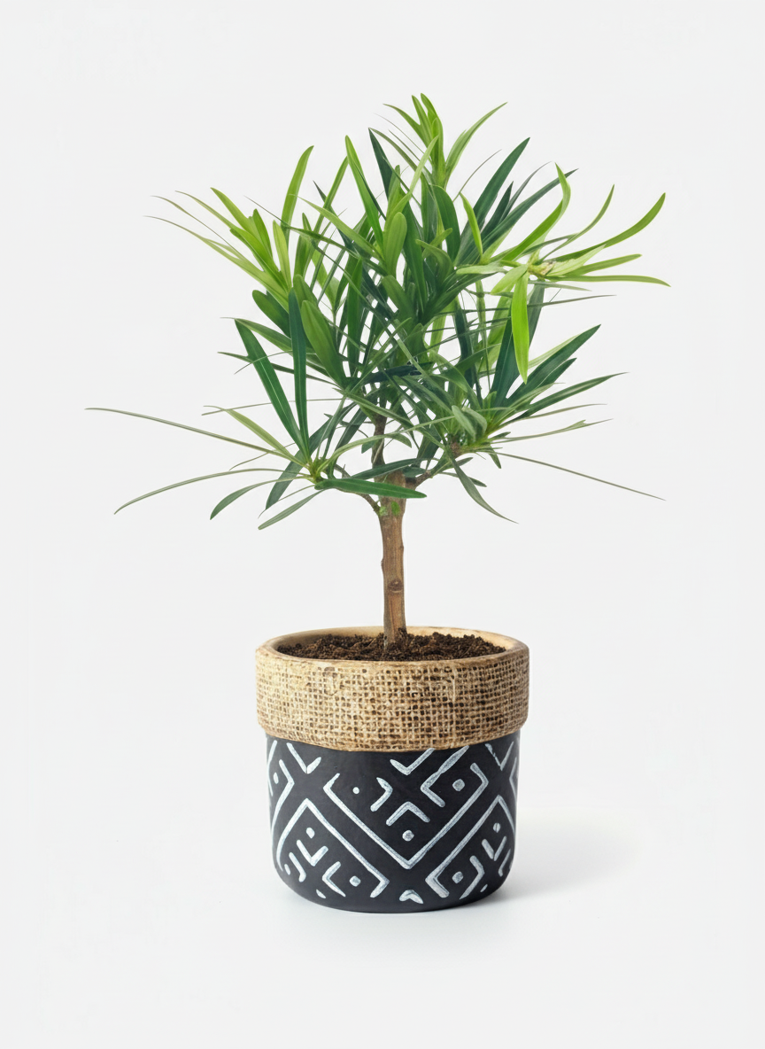 Podocarpus Macrophyllus