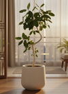 Ficus Benhalensis Audrey Bending Tall - Potted plant -  Tumbleweed Plants