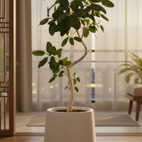 Ficus Benhalensis Audrey Bending Tall