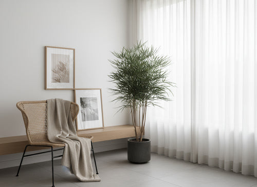 Schefflera Elegantissima (False Aralia)