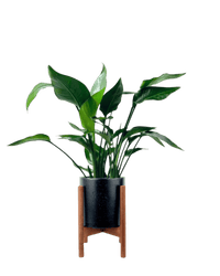 Baby Bird of Paradise - Potted plant - GIFT - BABY - GRW - 3376 - Tumbleweed Plants - Online Plant Delivery Singapore