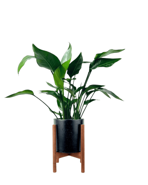 Baby Bird of Paradise - Potted plant - GIFT - BABY - GRW - 3376 - Tumbleweed Plants - Online Plant Delivery Singapore