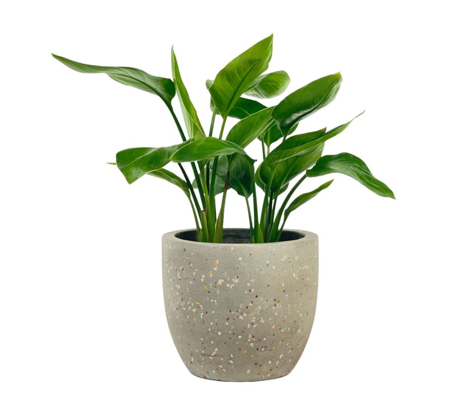 Baby Bird of Paradise - grow pot - Potted plant - Tumbleweed Plants - Online Plant Delivery Singapore