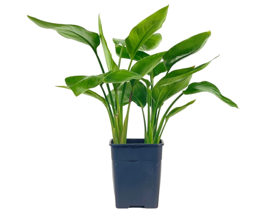 Baby Bird of Paradise - grow pot - Potted plant - Tumbleweed Plants - Online Plant Delivery Singapore