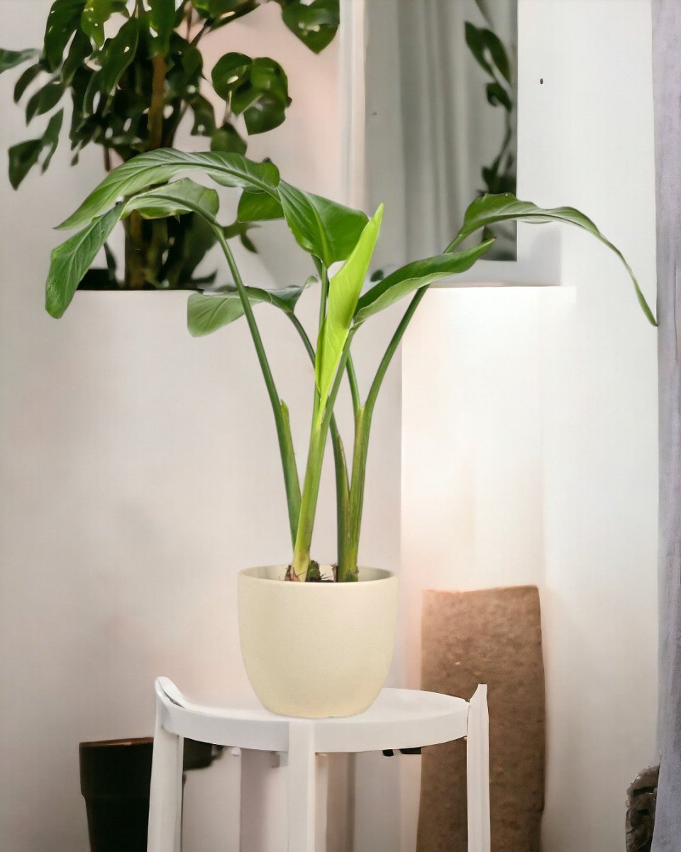 Baby Bird Tall of Paradise - grow pot - Potted plant - Tumbleweed Plants - Online Plant Delivery Singapore