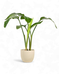 Baby Bird Tall of Paradise - grow pot - Potted plant - Tumbleweed Plants - Online Plant Delivery Singapore