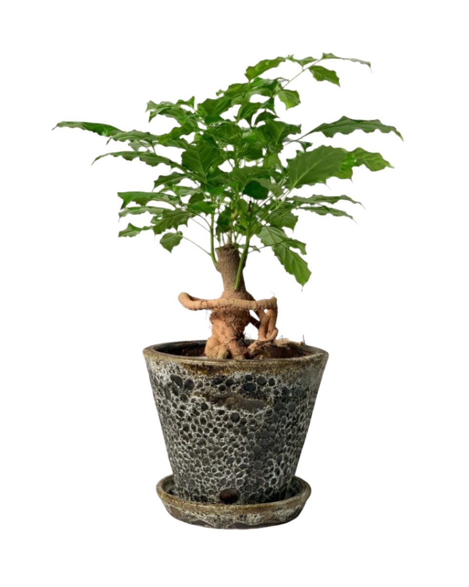 brown moon pot - v shape