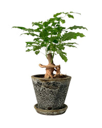 Baby China Doll Bonsai (0.4m) - brown moon pot - v shape - Potted plant - Tumbleweed Plants - Online Plant Delivery Singapore