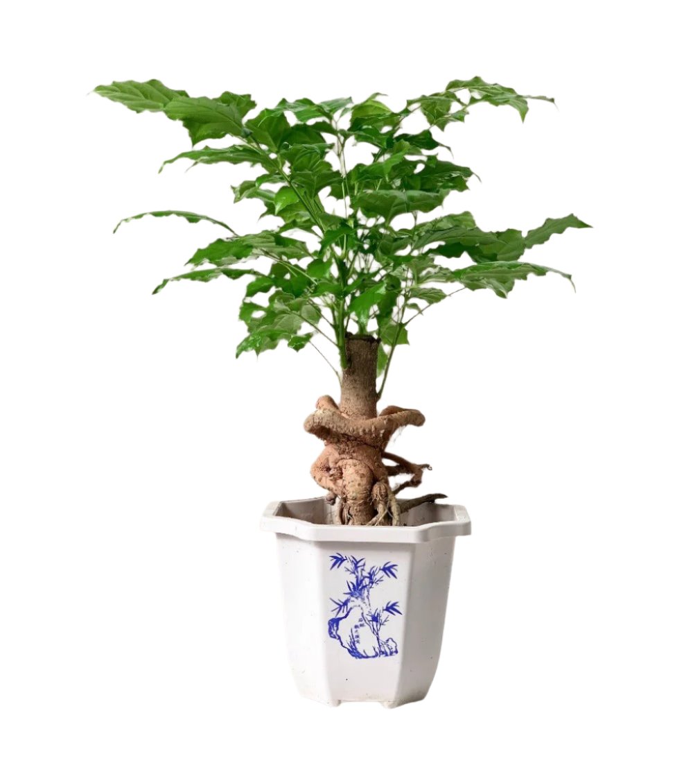 Baby China Doll Bonsai (0.4m) - grow pot - Potted plant - Tumbleweed Plants - Online Plant Delivery Singapore