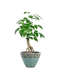 Baby China Doll Bonsai (0.4m) - jade sea cone - Potted plant - Tumbleweed Plants - Online Plant Delivery Singapore