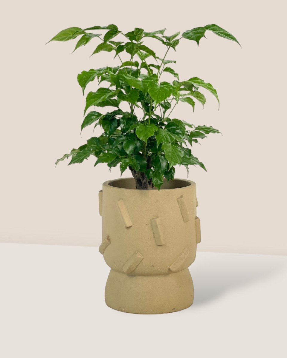 Baby China Doll Tree - dash planter - sage - Potted plant - Tumbleweed Plants - Online Plant Delivery Singapore