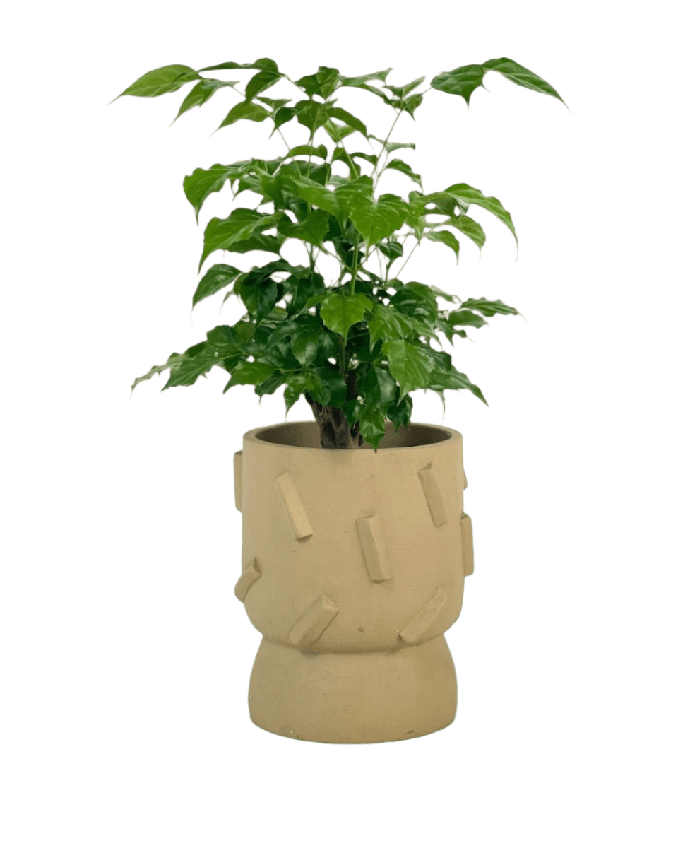 dash planter - sage