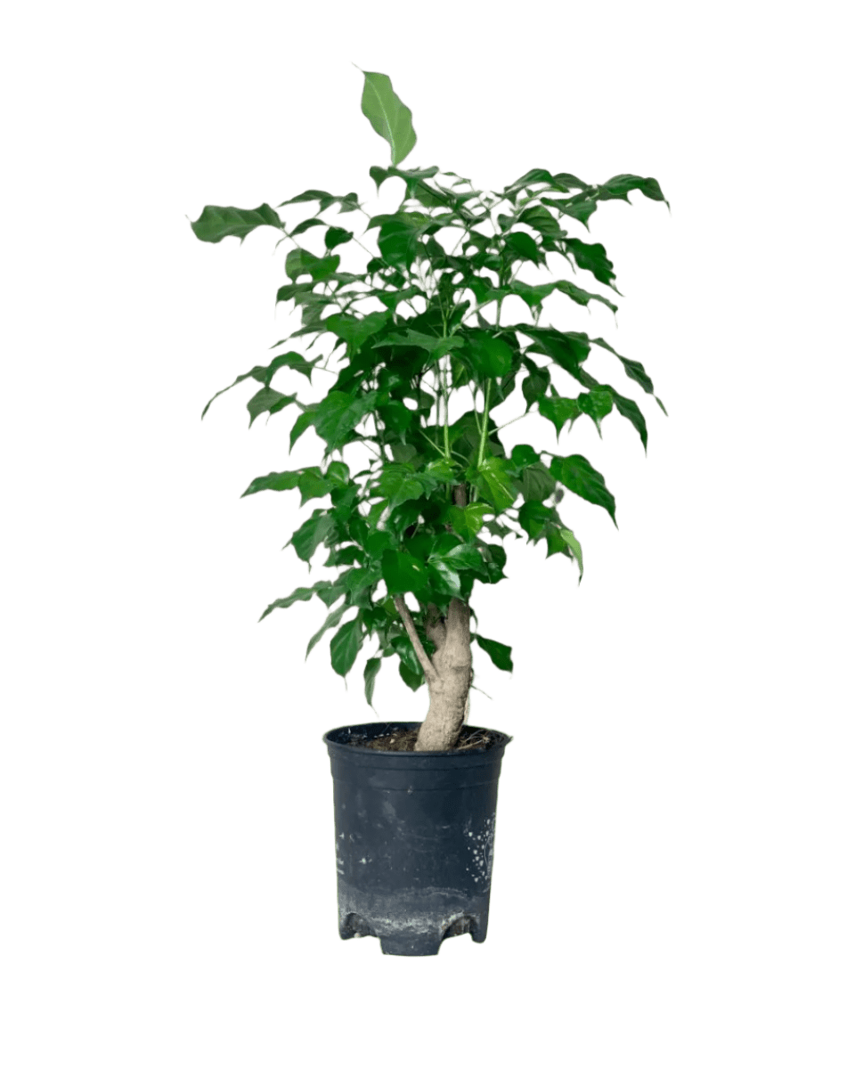 Baby China Doll Tree - Potted plant - POTT - BABY - GRW - 4198 - Tumbleweed Plants - Online Plant Delivery Singapore