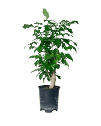 Baby China Doll Tree - Potted plant - POTT - BABY - GRW - 4198 - Tumbleweed Plants - Online Plant Delivery Singapore