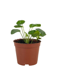 Baby Chinese Money Plant - grow pot - Potted plant - Tumbleweed Plants - Online Plant Delivery Singapore