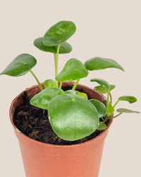 Baby Chinese Money Plant - grow pot - Potted plant - Tumbleweed Plants - Online Plant Delivery Singapore