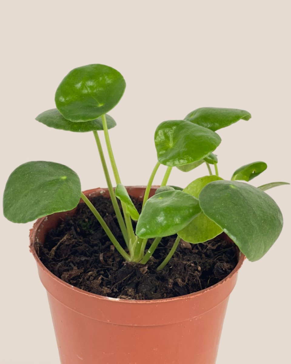 Baby Chinese Money Plant - grow pot - Potted plant - Tumbleweed Plants - Online Plant Delivery Singapore