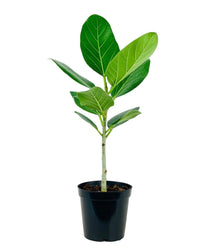 Baby Ficus Audrey - grow pot - Potted plant - Tumbleweed Plants - Online Plant Delivery Singapore