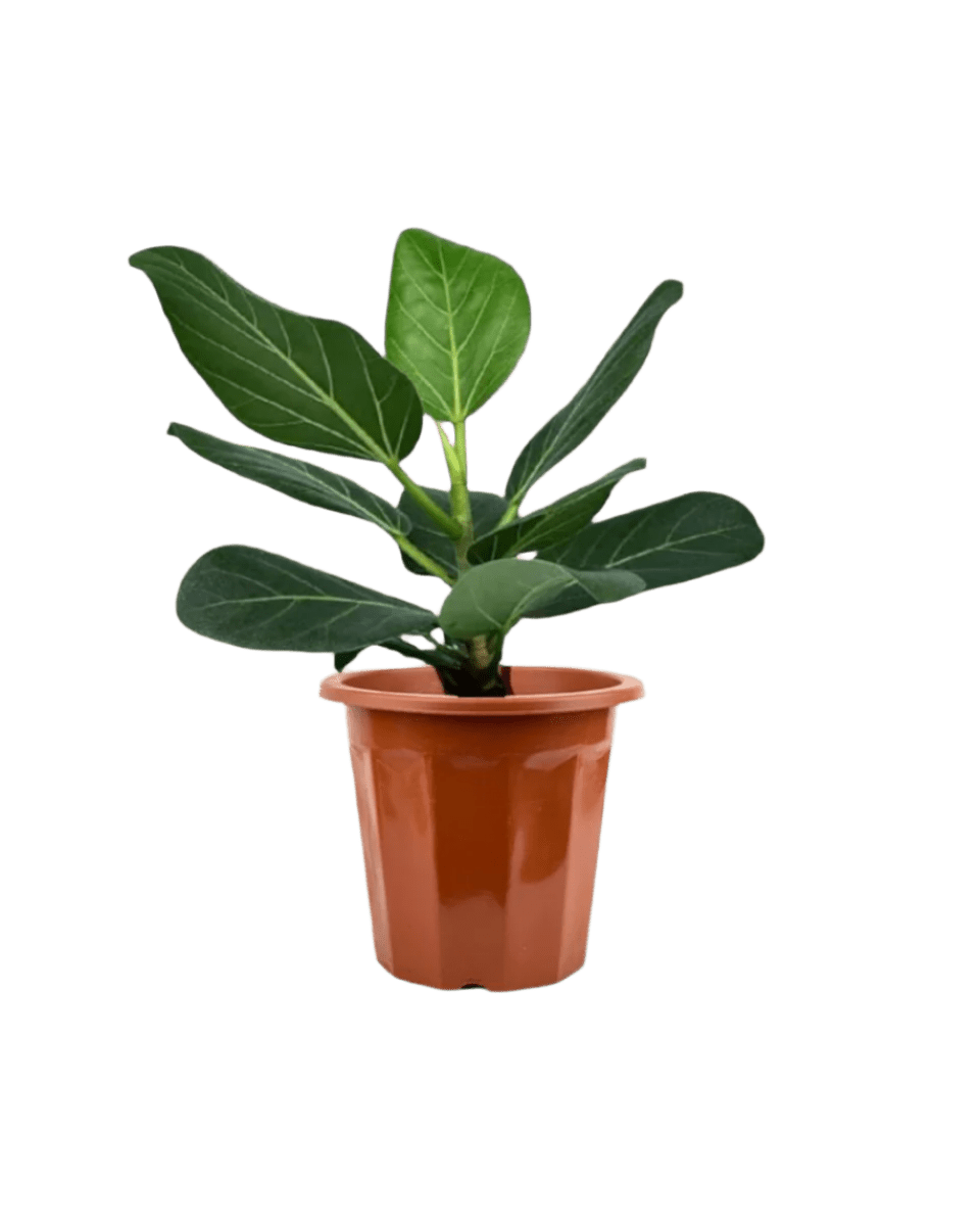 Baby Ficus Audrey - Potted plant - POTT - FICU - GRW - 2767 - Tumbleweed Plants - Online Plant Delivery Singapore