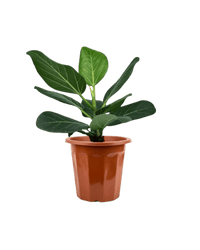 Baby Ficus Audrey - Potted plant - POTT - FICU - GRW - 2767 - Tumbleweed Plants - Online Plant Delivery Singapore