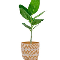 Baby Ficus Audrey