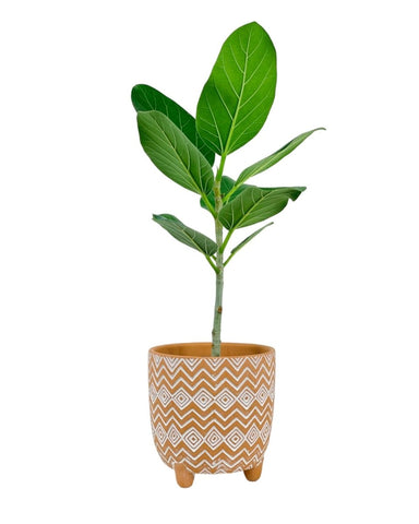 Baby Ficus Audrey