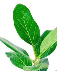Baby Ficus Audrey - grow pot - Potted plant - Tumbleweed Plants - Online Plant Delivery Singapore