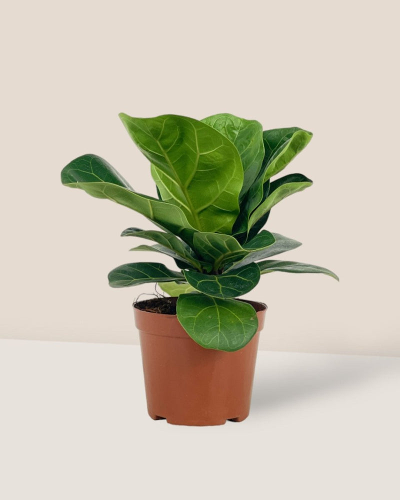 Baby Ficus Lyrata - grow pot - Potted plant - Tumbleweed Plants - Online Plant Delivery Singapore