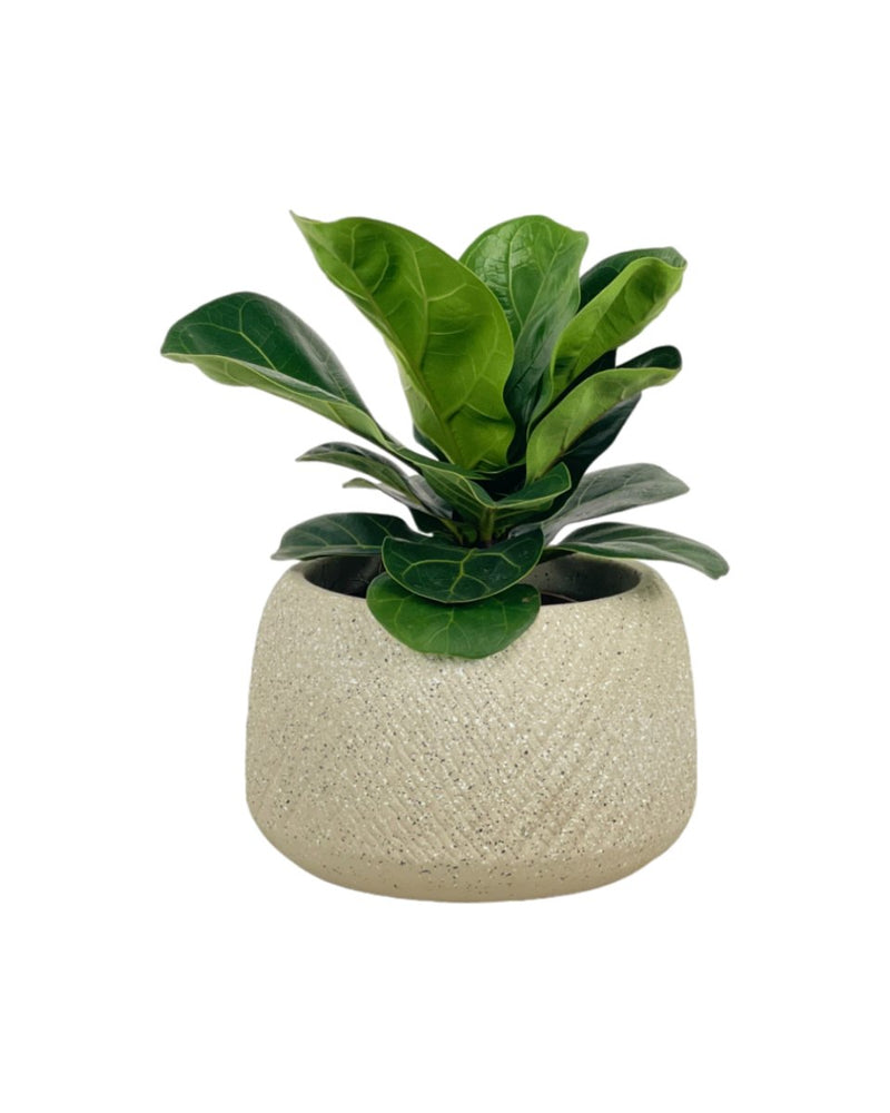 Baby Ficus Lyrata - grow pot - Potted plant - Tumbleweed Plants - Online Plant Delivery Singapore